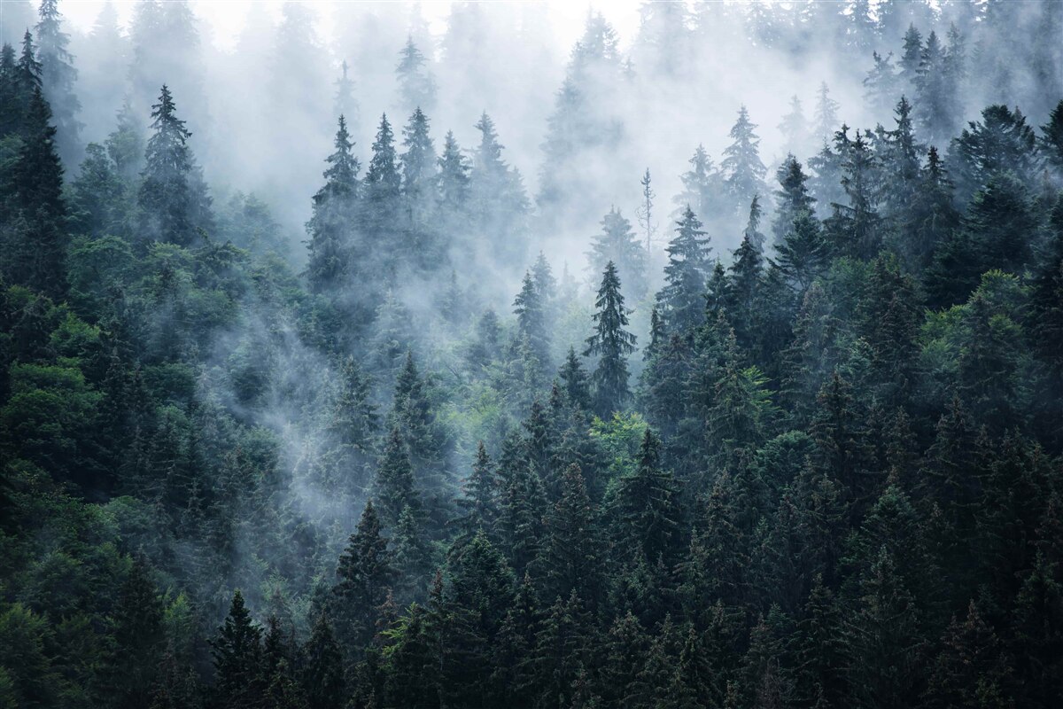 Fototapet ceața coboară pe o livadă de molizi