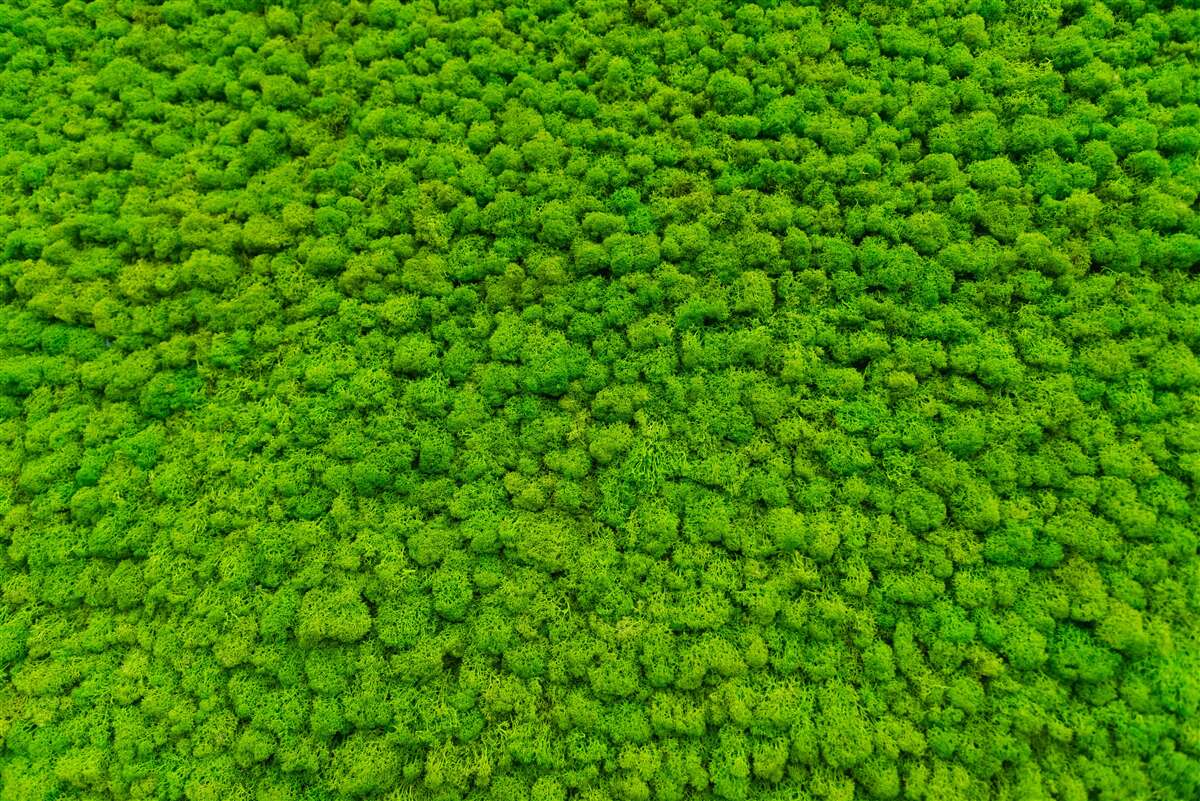 Fototapet vedere a unei frunze verzi de la un punct înalt