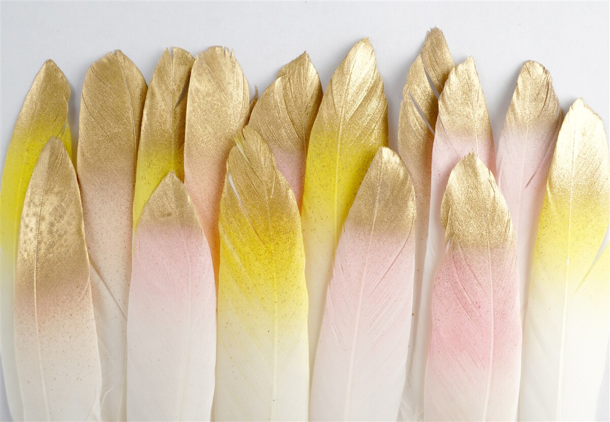 Fototapet pene lungi gradient