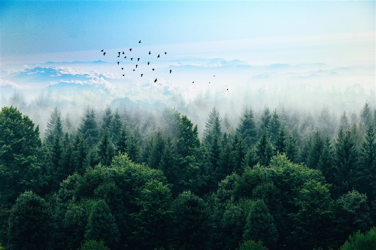 Fototapet păsările planează deasupra coroanelor giganților pădurii