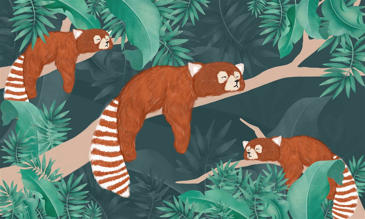 Fototapet pandas portocalii odihnindu-se pe ramuri