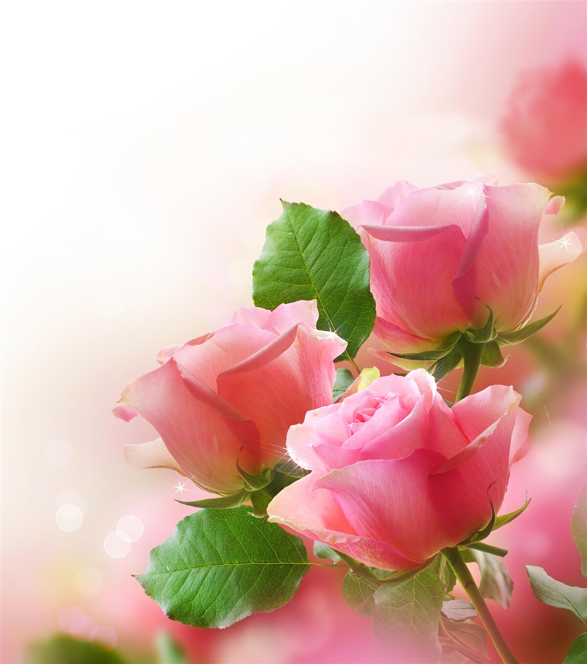 Fototapet trandafiri rosii cu frunze verzi