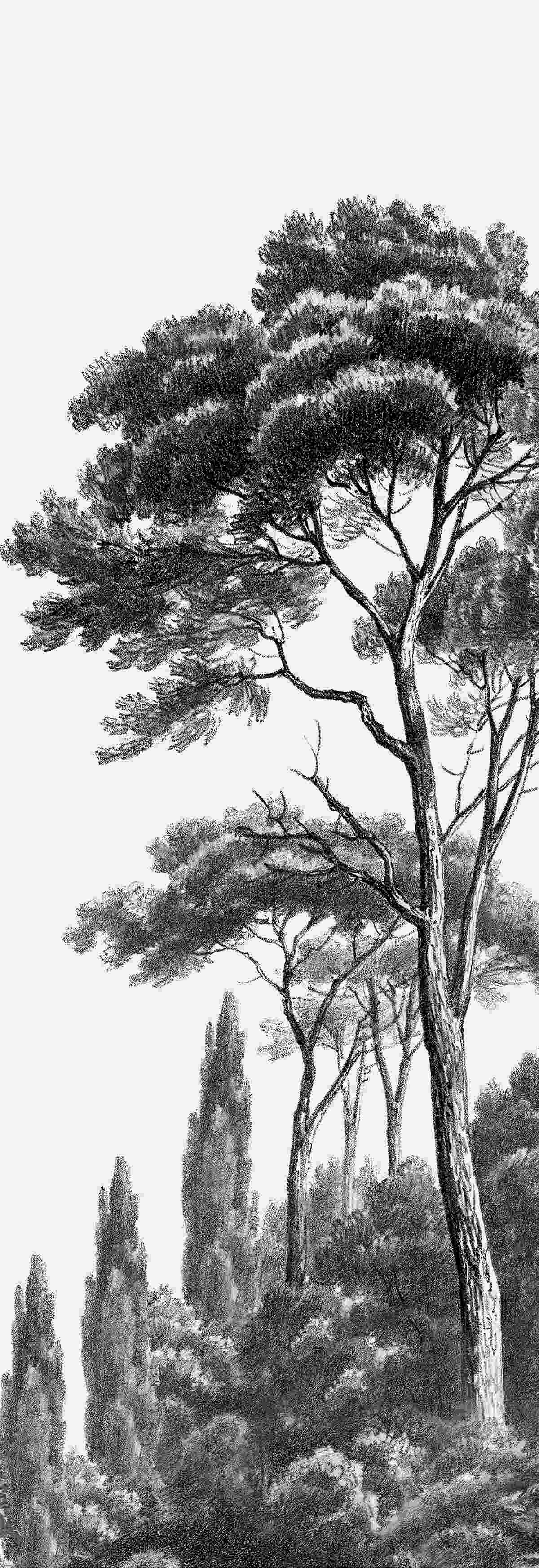 Fototapet învecinat dens cu un copac împădurit mare