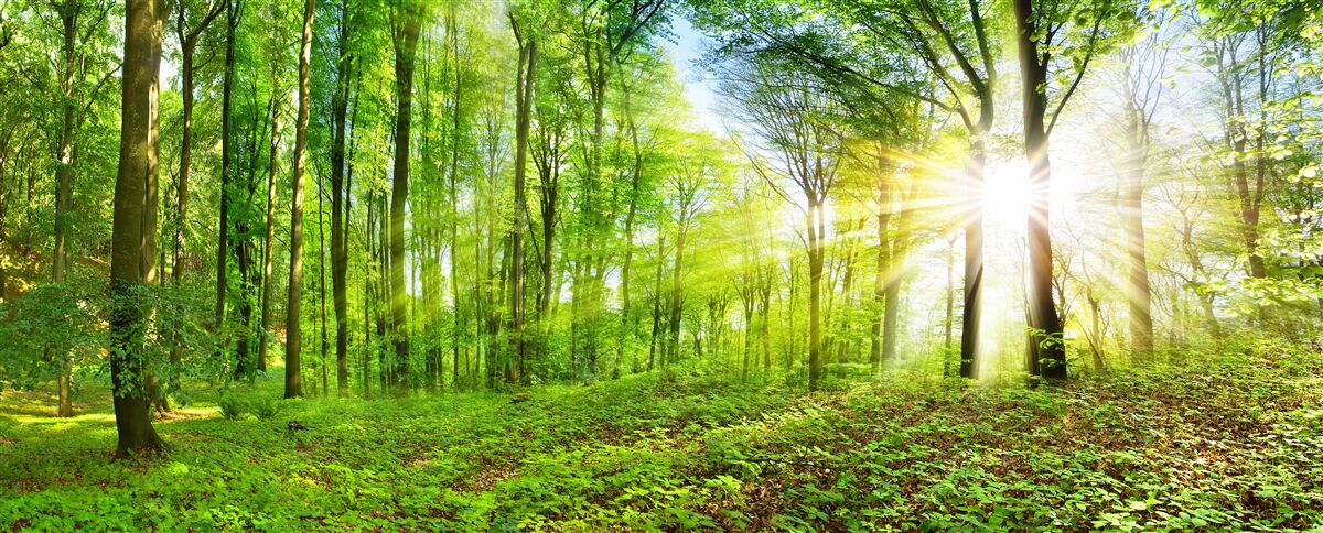 Fototapet Zori într-o pădure unde domnesc frunzele verzi