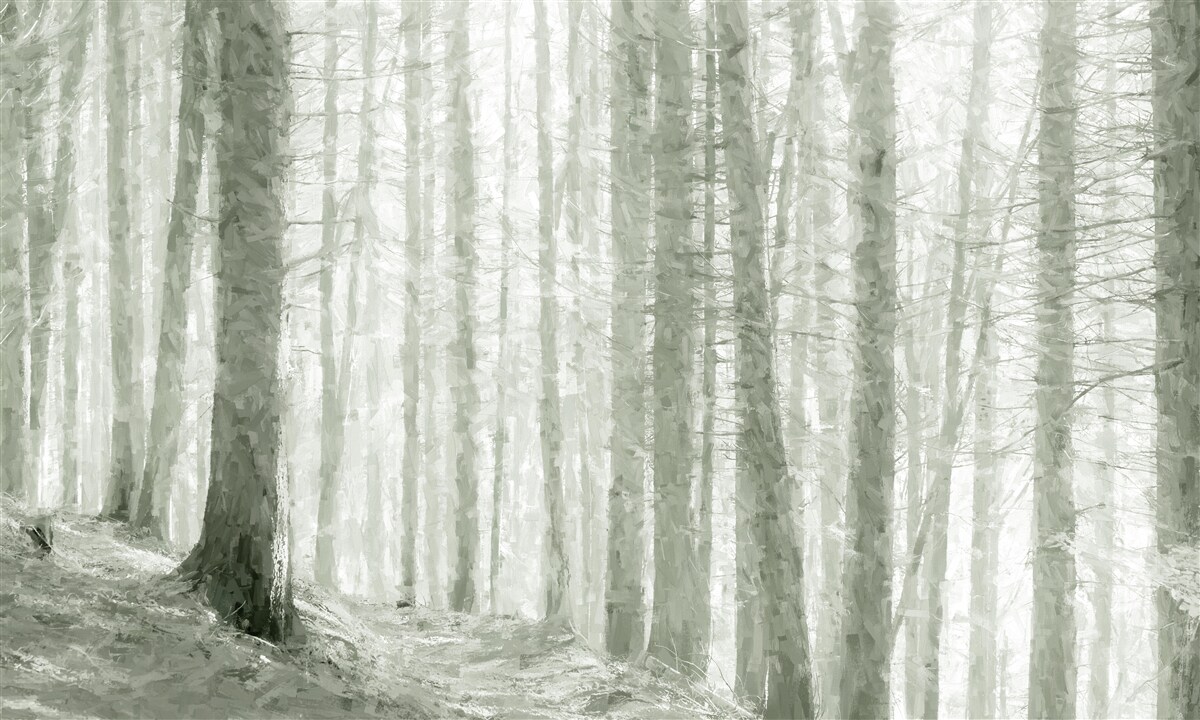 Fototapet o livadă de pini, înalți și plini de ace ascuțite