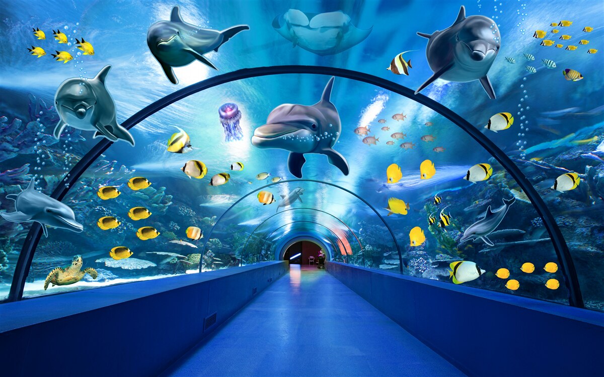 Fototapet există delfini și pești în acvariu