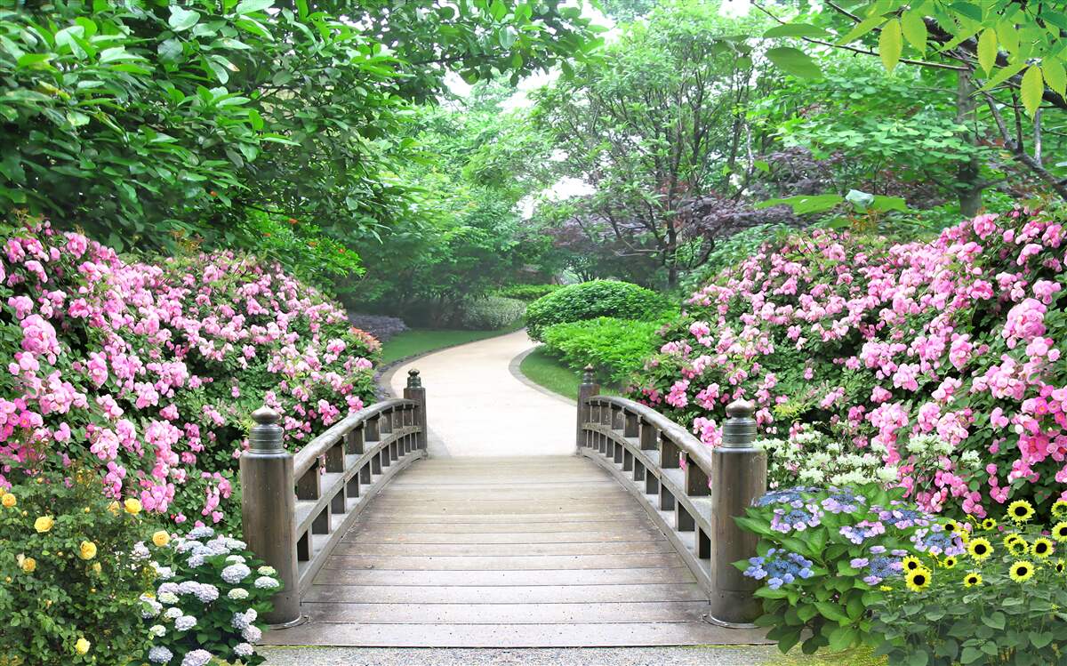 Fototapet un pod de lemn pitoresc care traversează o verdeață înflorită de copaci