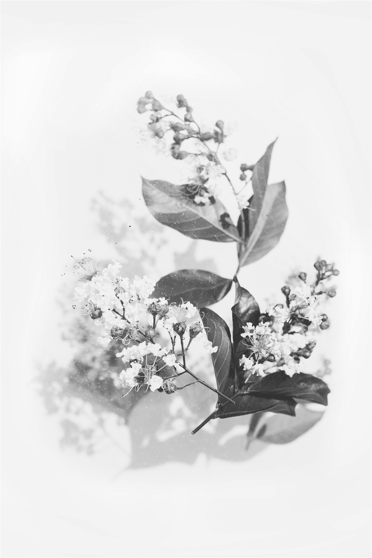 Fototapet o ramură cu boboci de flori de o frumusețe de smarald