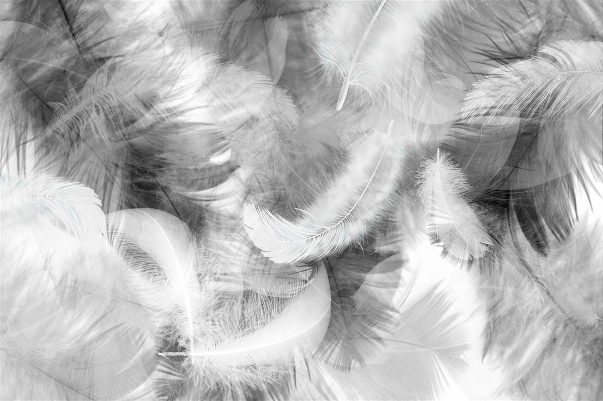 Fototapet pene albe și negre plutesc în aer