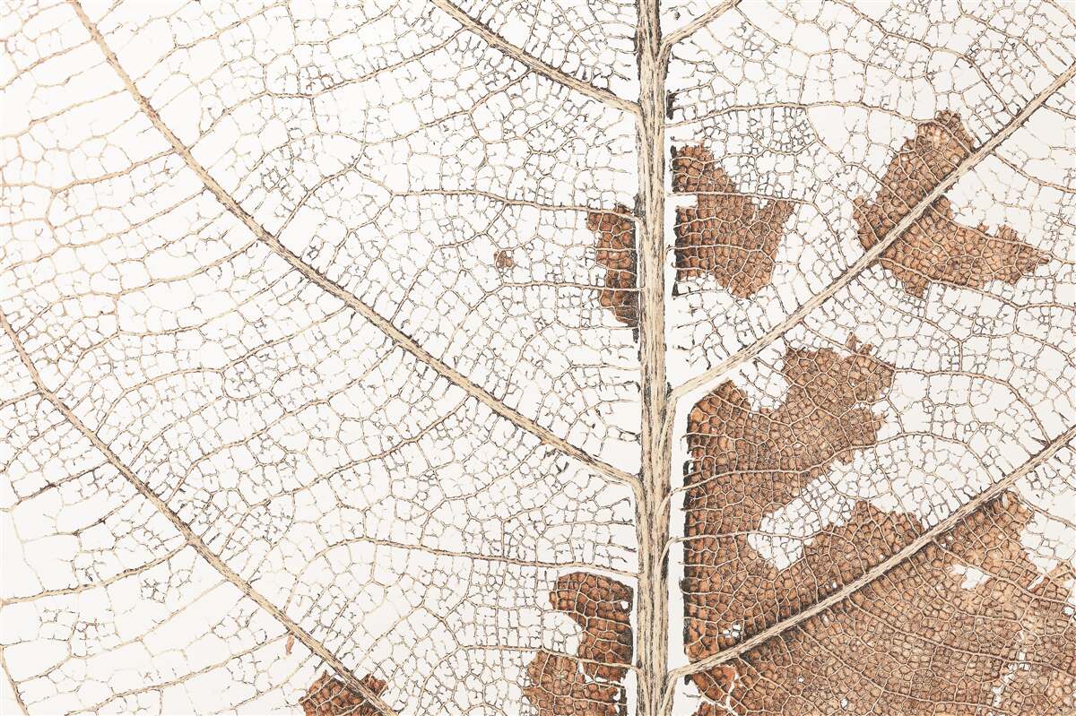 Fototapet frunză de toamnă cu o textură unică