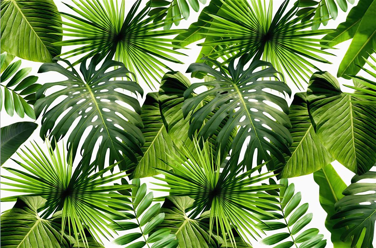 Fototapet Zid, frunză verde