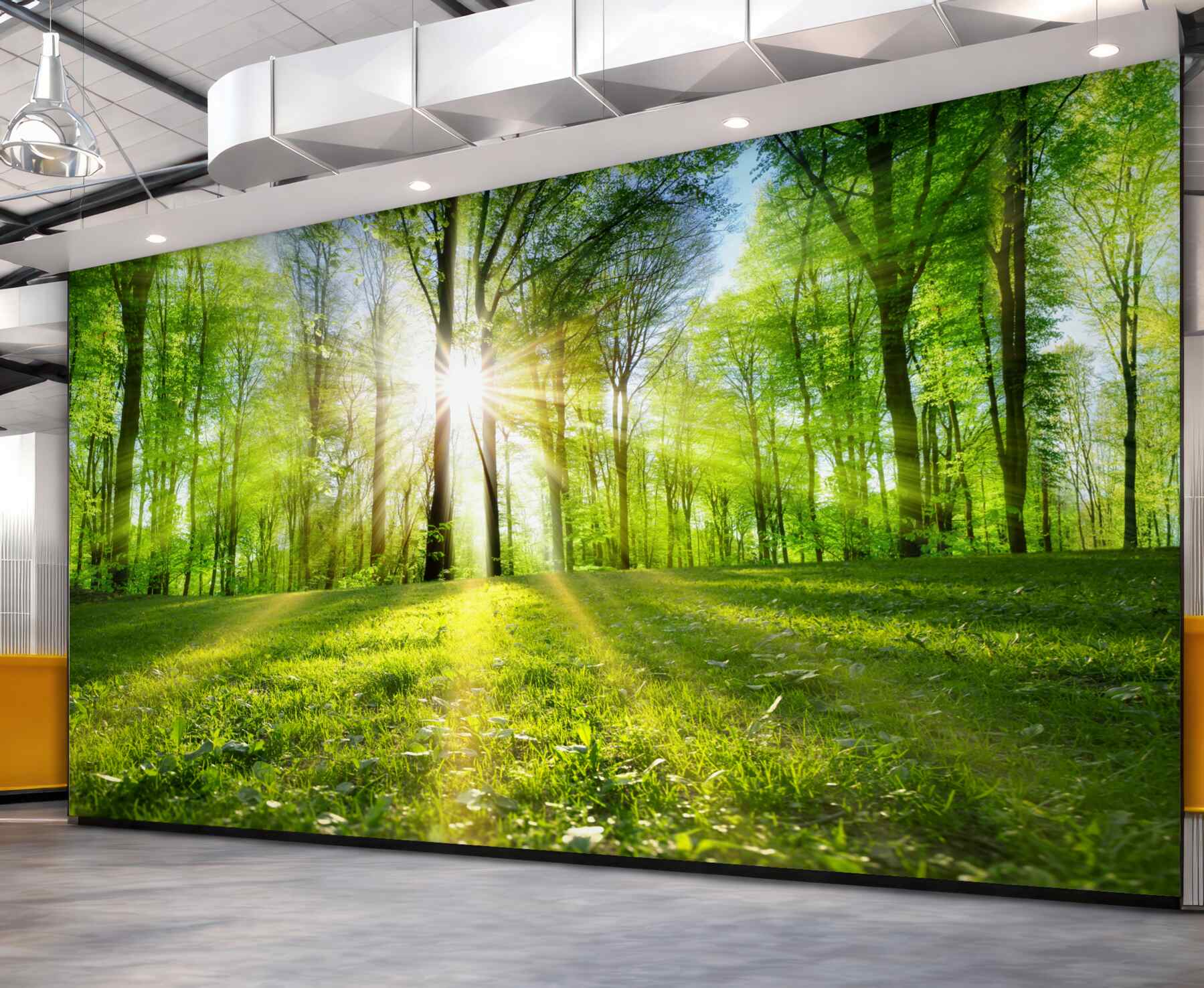 Fototapeta promienie słońca przenikają przez drzewa