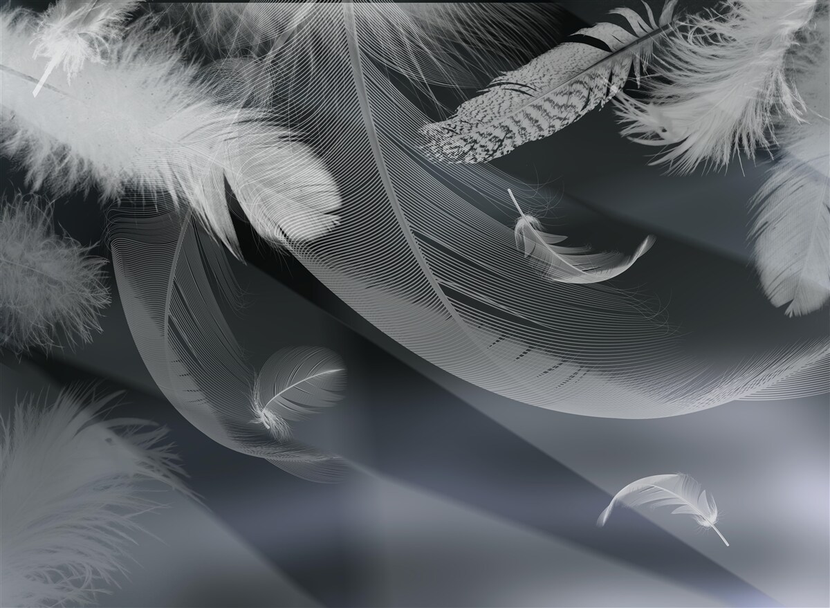 Fototapet fundal întunecat decorat cu pene