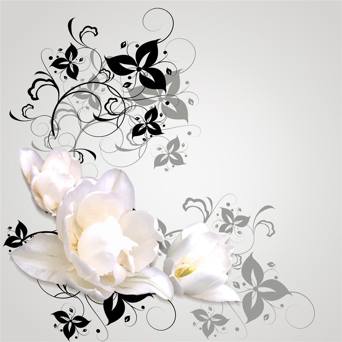 Fototapet un nufăr cu frunze întunecate este reprezentat pe un fundal gri