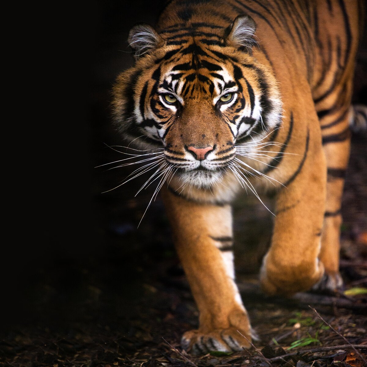 Fototapet tigrul trece neobservat