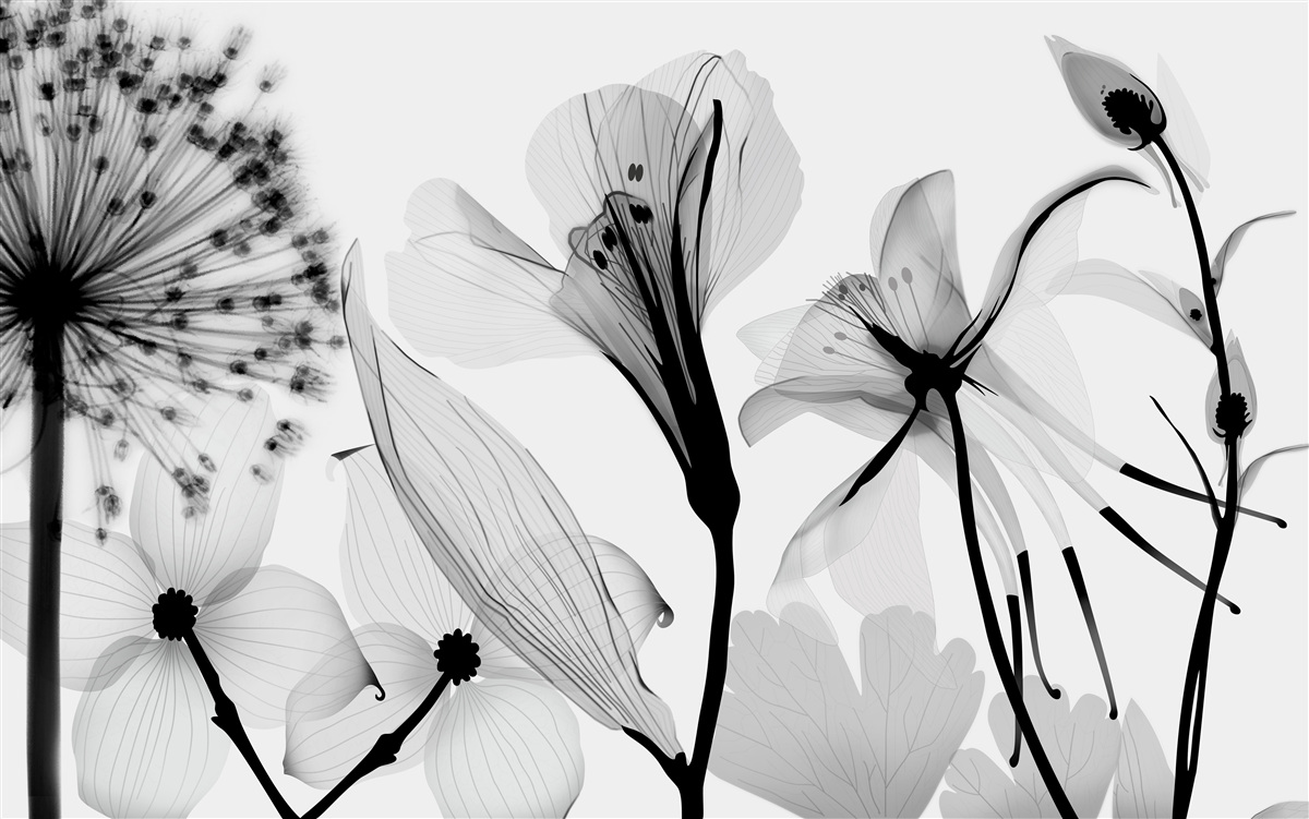 Fototapet icre albe pe un fundal deschis