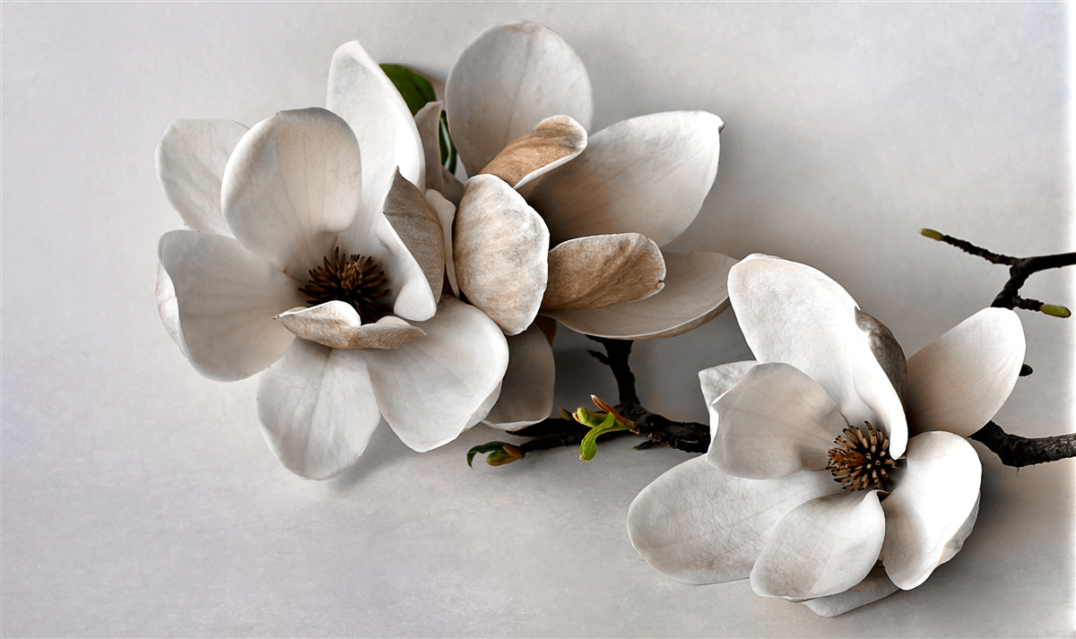 Fototapet ramuri cu flori albe pe un fundal gri