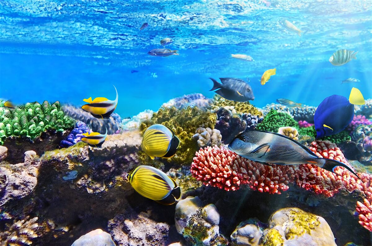 Fototapet lumea minunată a peștilor subacvatici