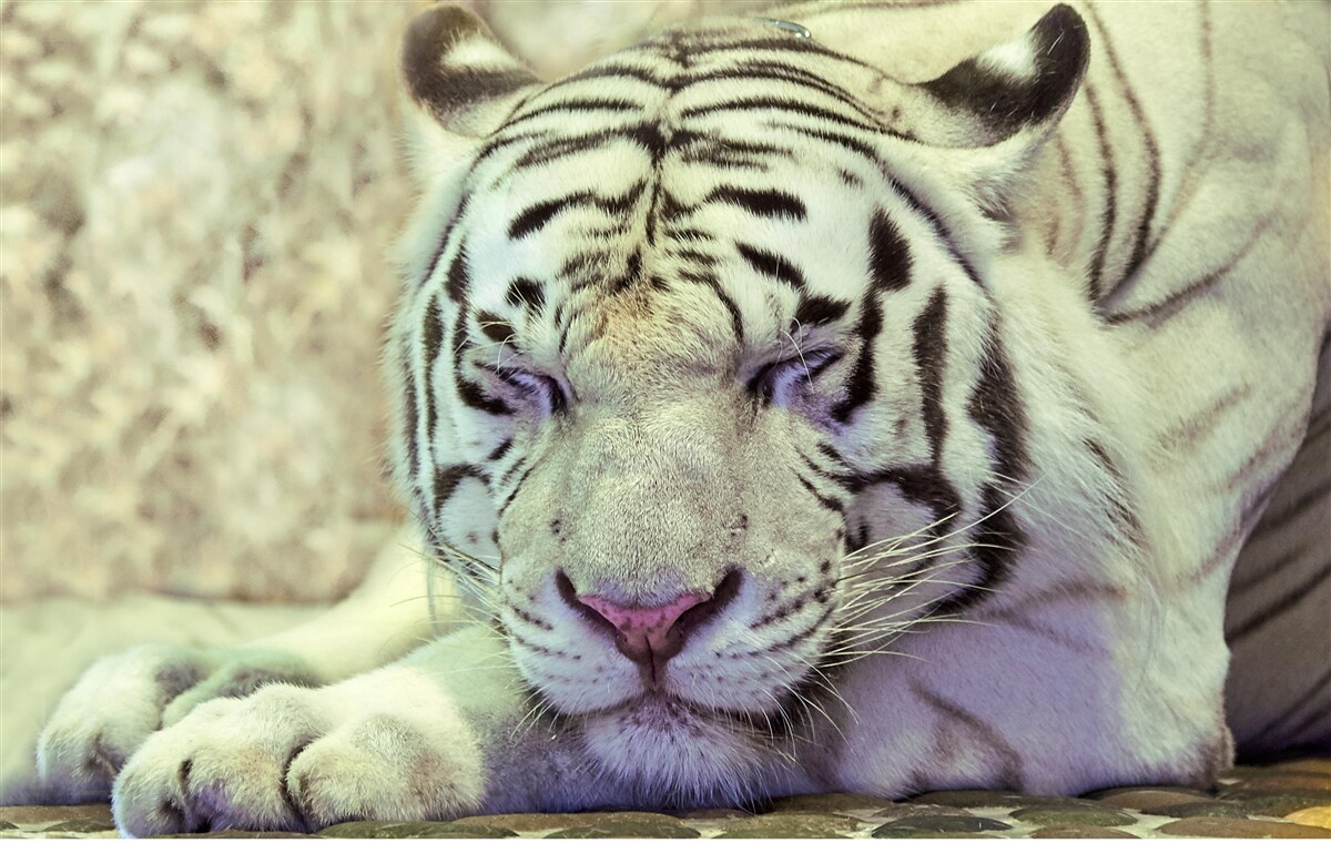 Fototapet tigru alb în stare de vis