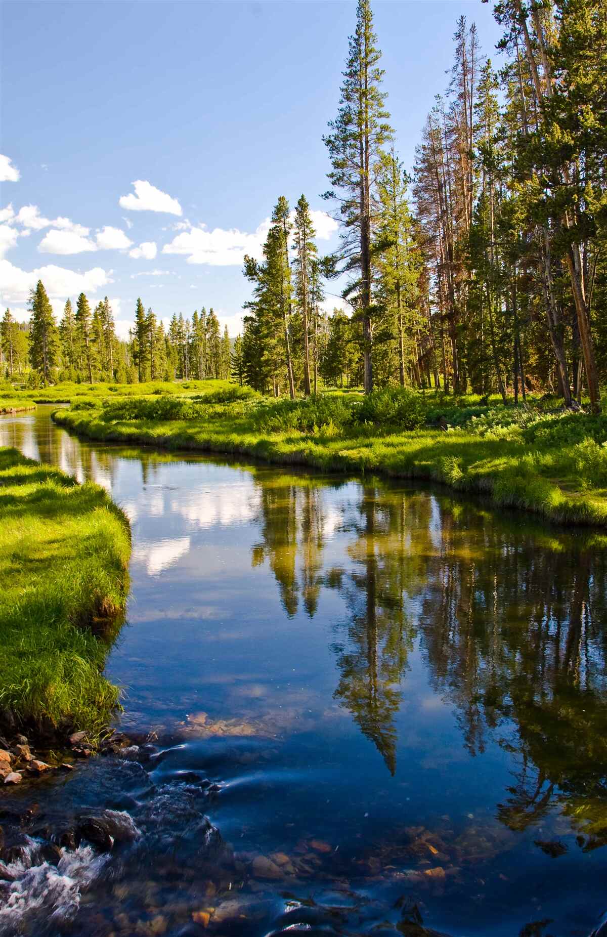 Fototapet pârâu forestier printre conifere în timpul verii