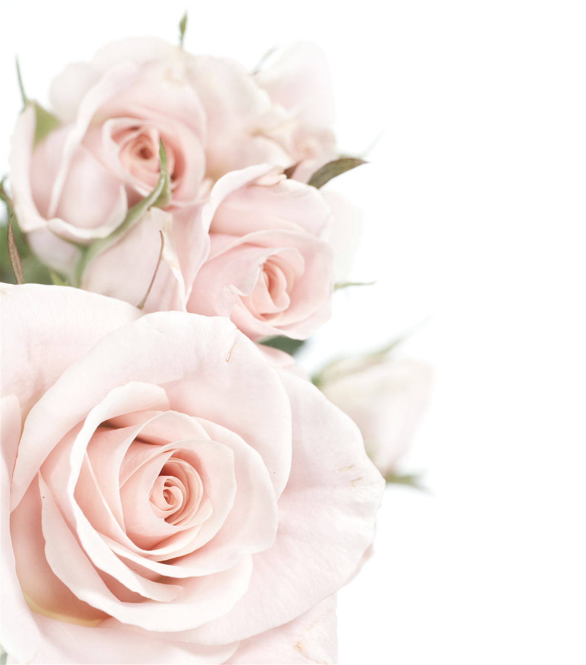 Fototapet buchet de trandafiri delicați în nuanțe deschise