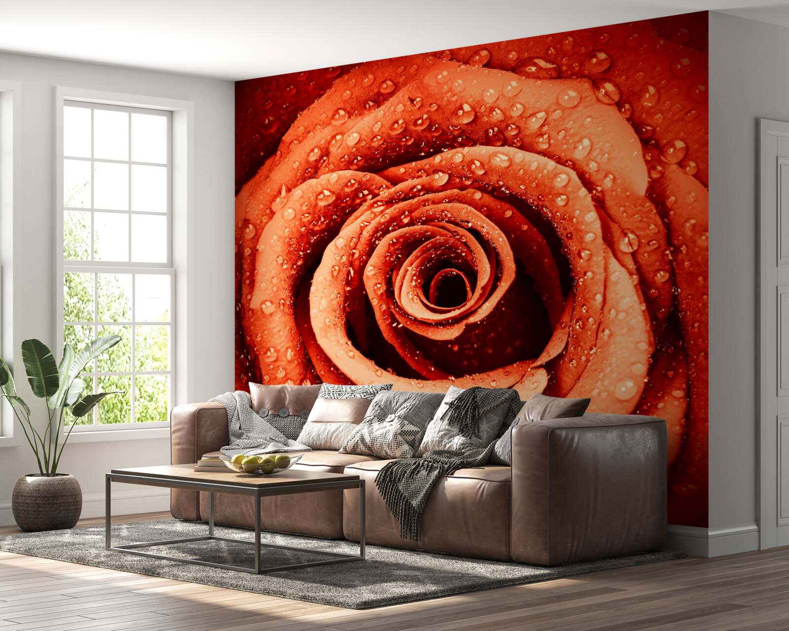 Fototapet picături de rouă pe o petală de trandafir stacojiu