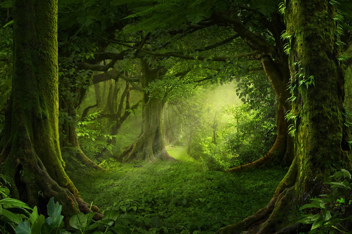 Fototapet razele soarelui pătrund în copacii dese ai pădurii