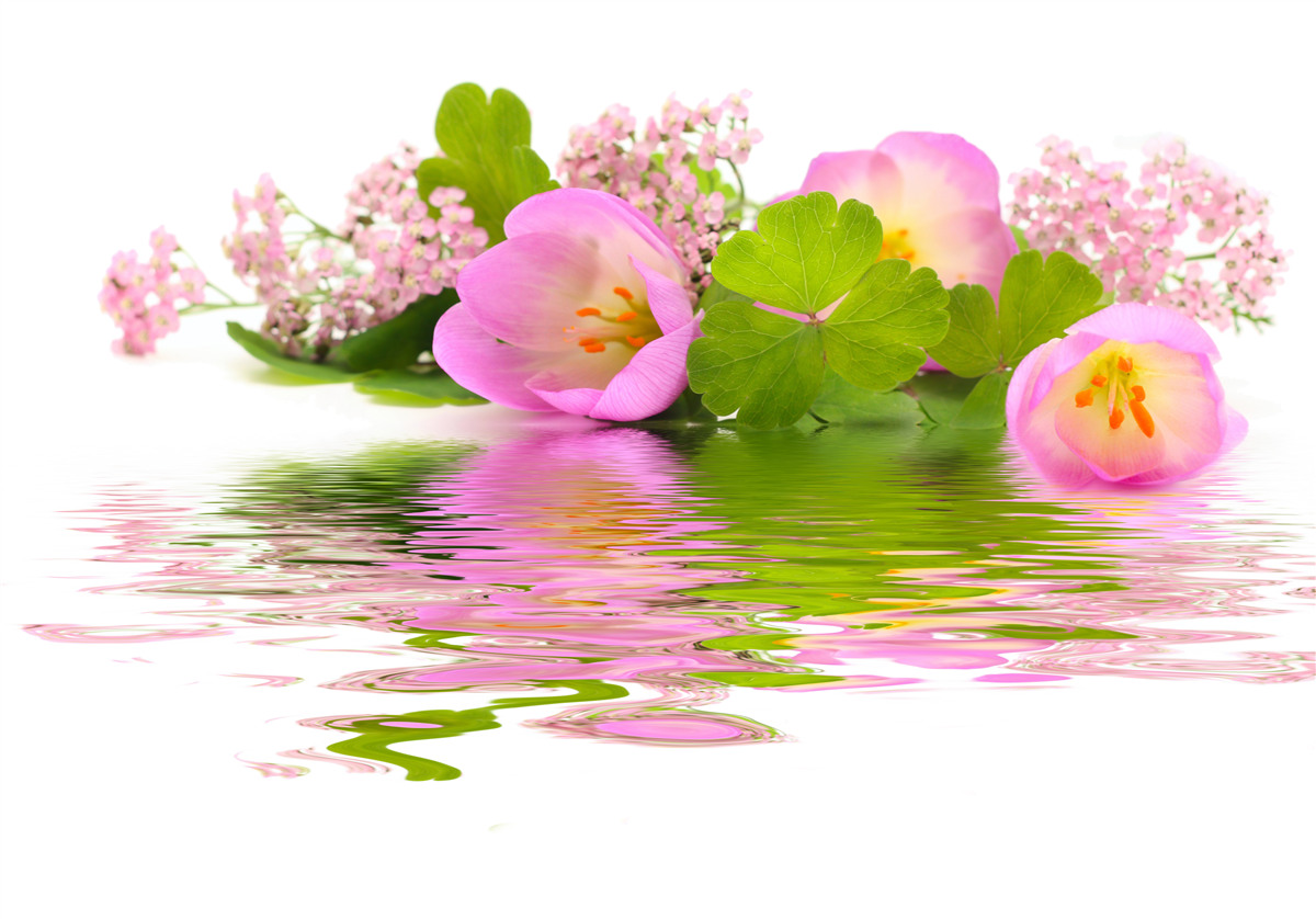 Fototapet compoziție grațioasă de flori roz pe suprafața apei