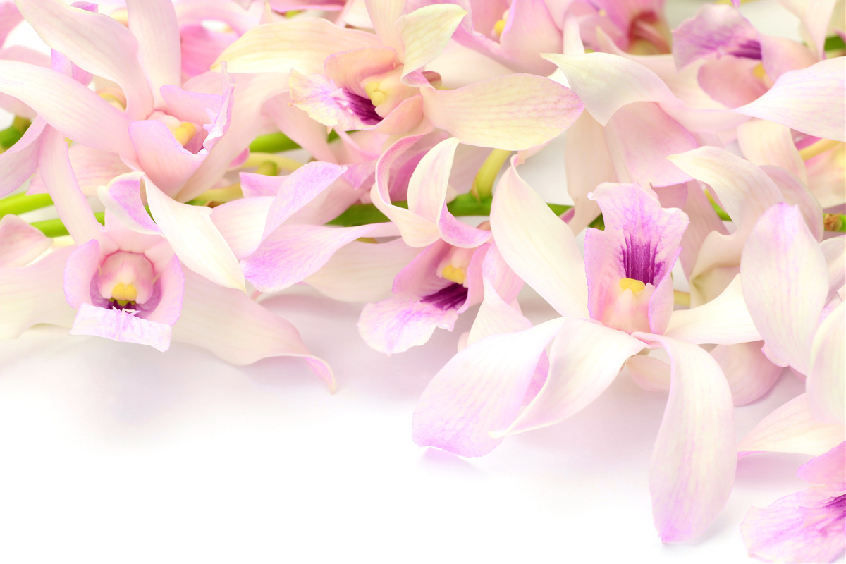 Fototapet muguri de flori roz delicat