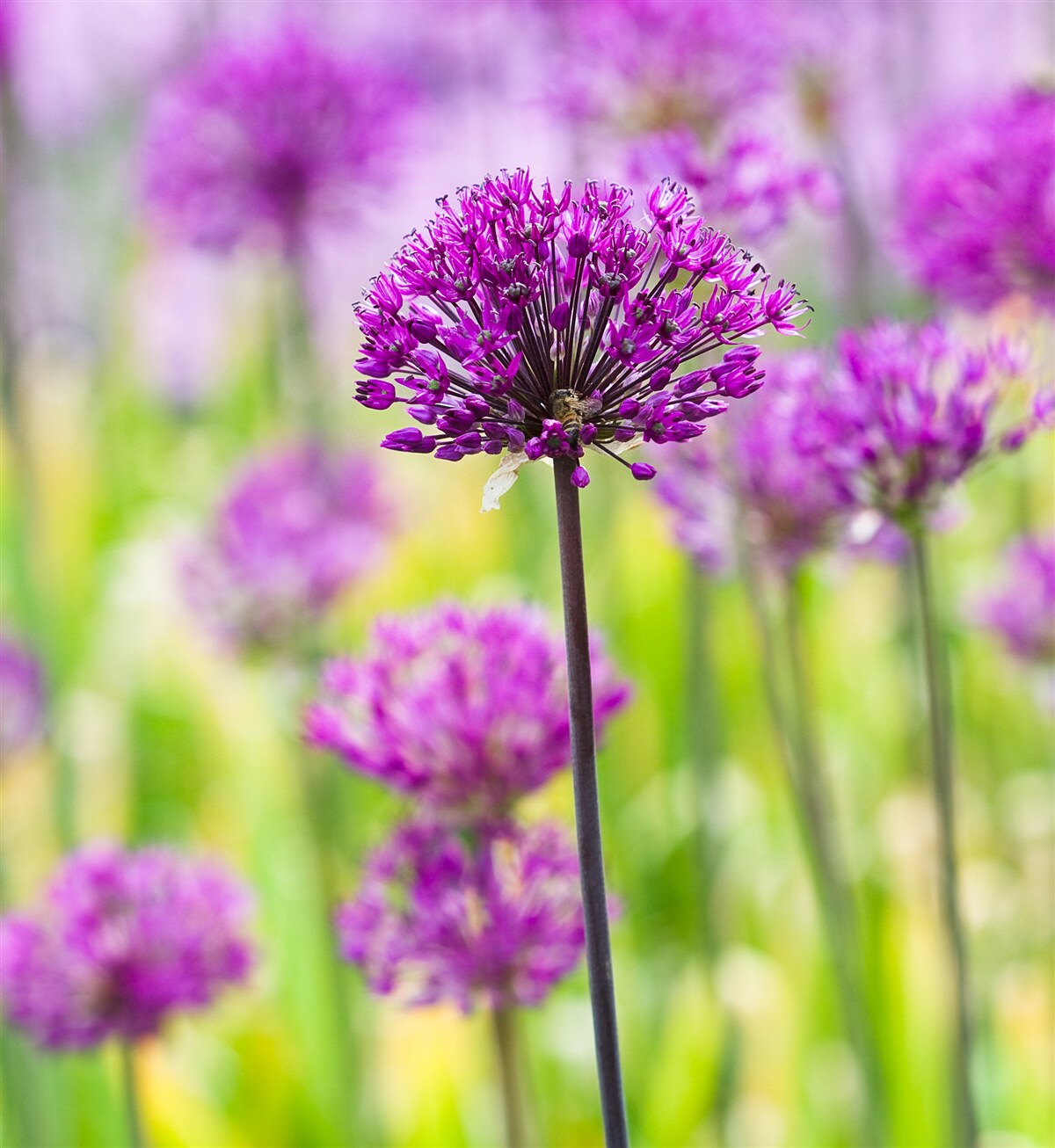 Fototapet flori purpurii delicate care cresc pe pajiști