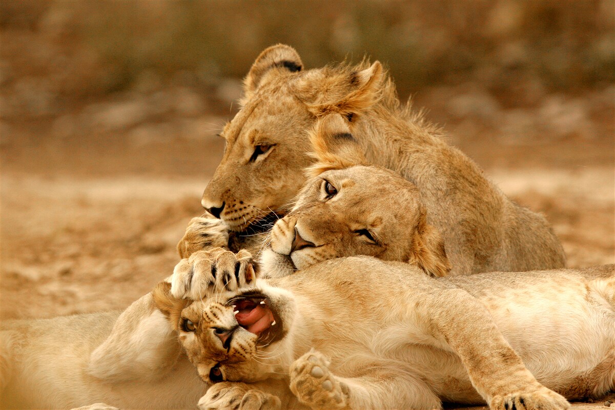 Fototapet o familie de lei s-a așezat pe o suprafață nisipoasă