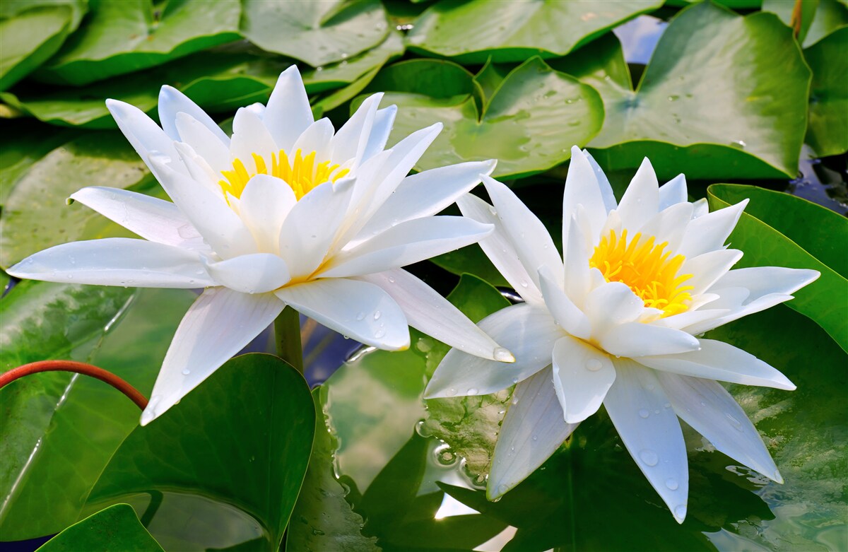 Fototapet nuferi albi printre frunze verzi