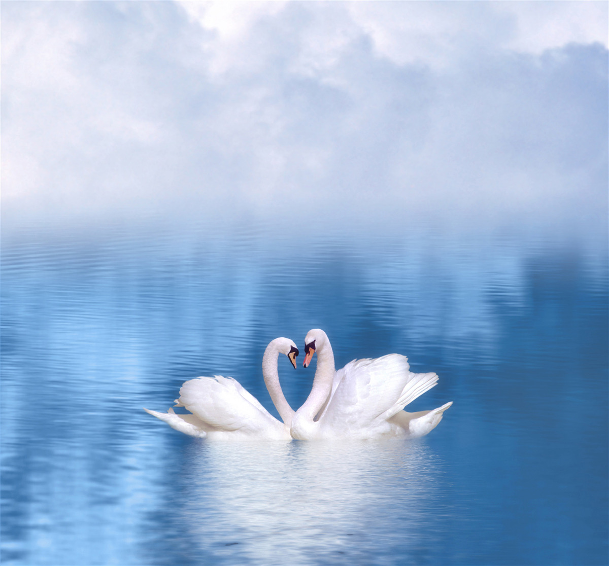 Fototapet două lebede pe o suprafață calmă