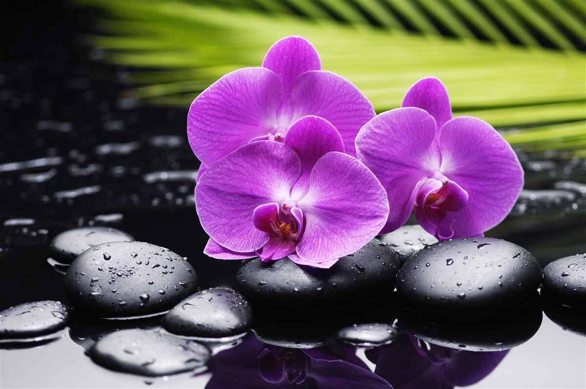 Fototapet orhidee purpurie pe o piatră neagră lângă apă
