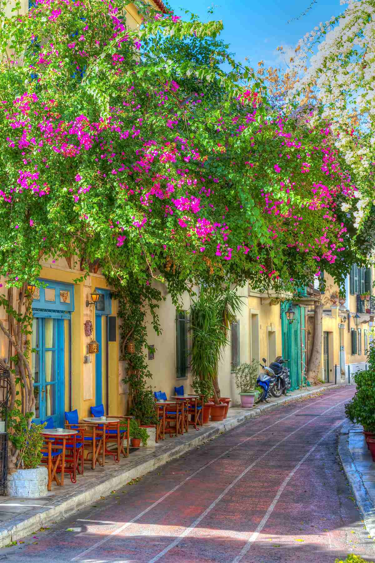 Fototapet verdeață densă deasupra caselor