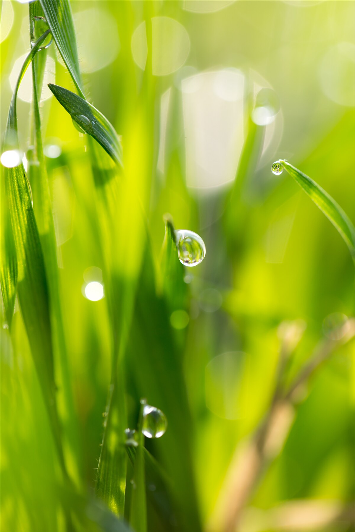 Fototapet roua dimineții cade pe iarbă