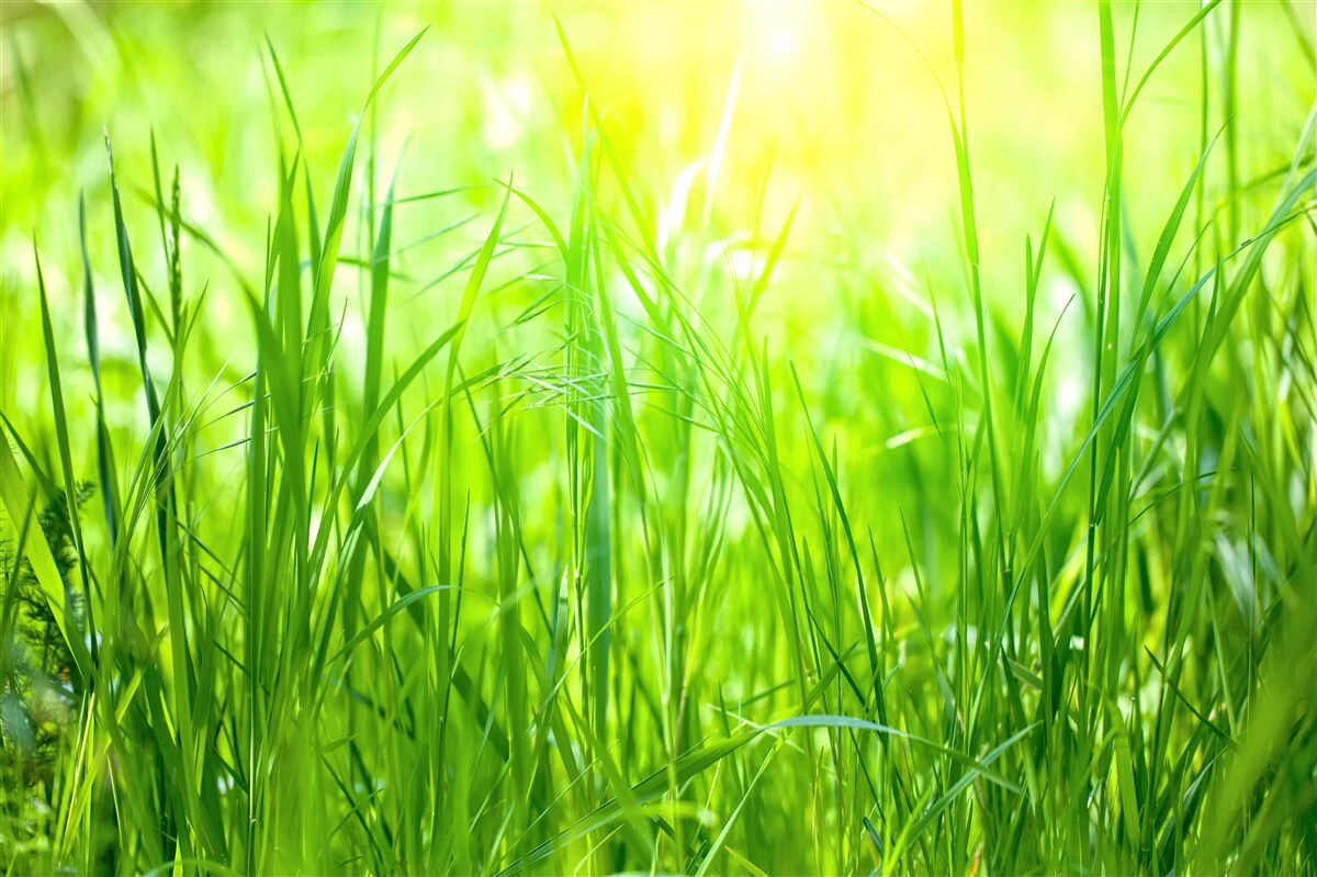 Fototapet roua dimineții cade în lumina soarelui