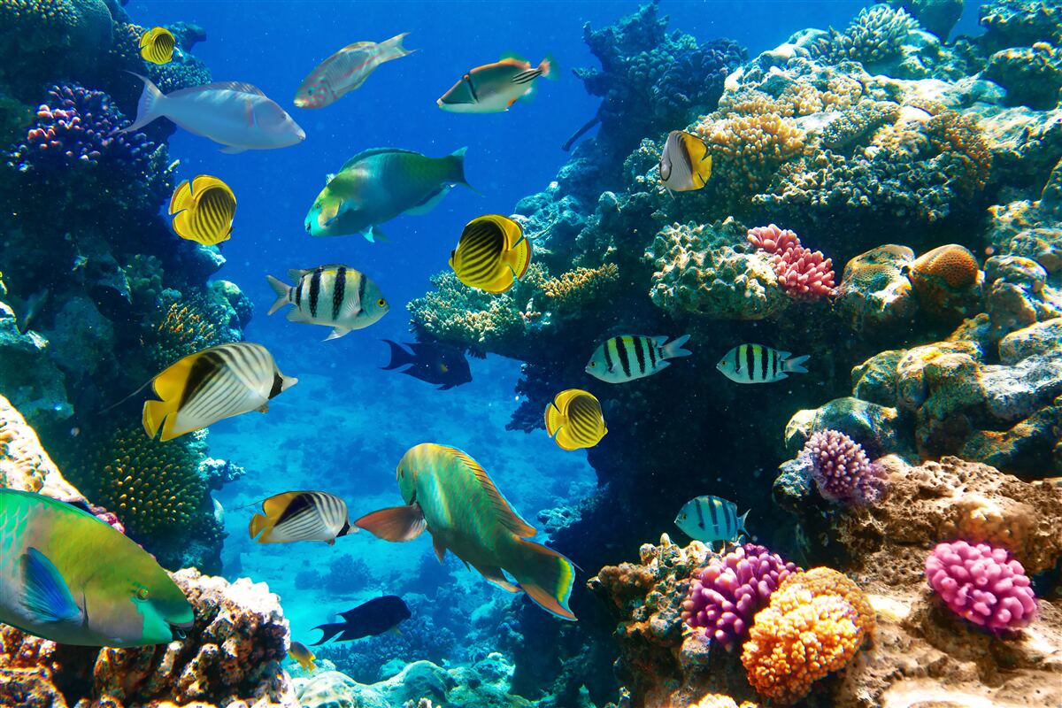 Fototapet locuitori ai mării înțelepți