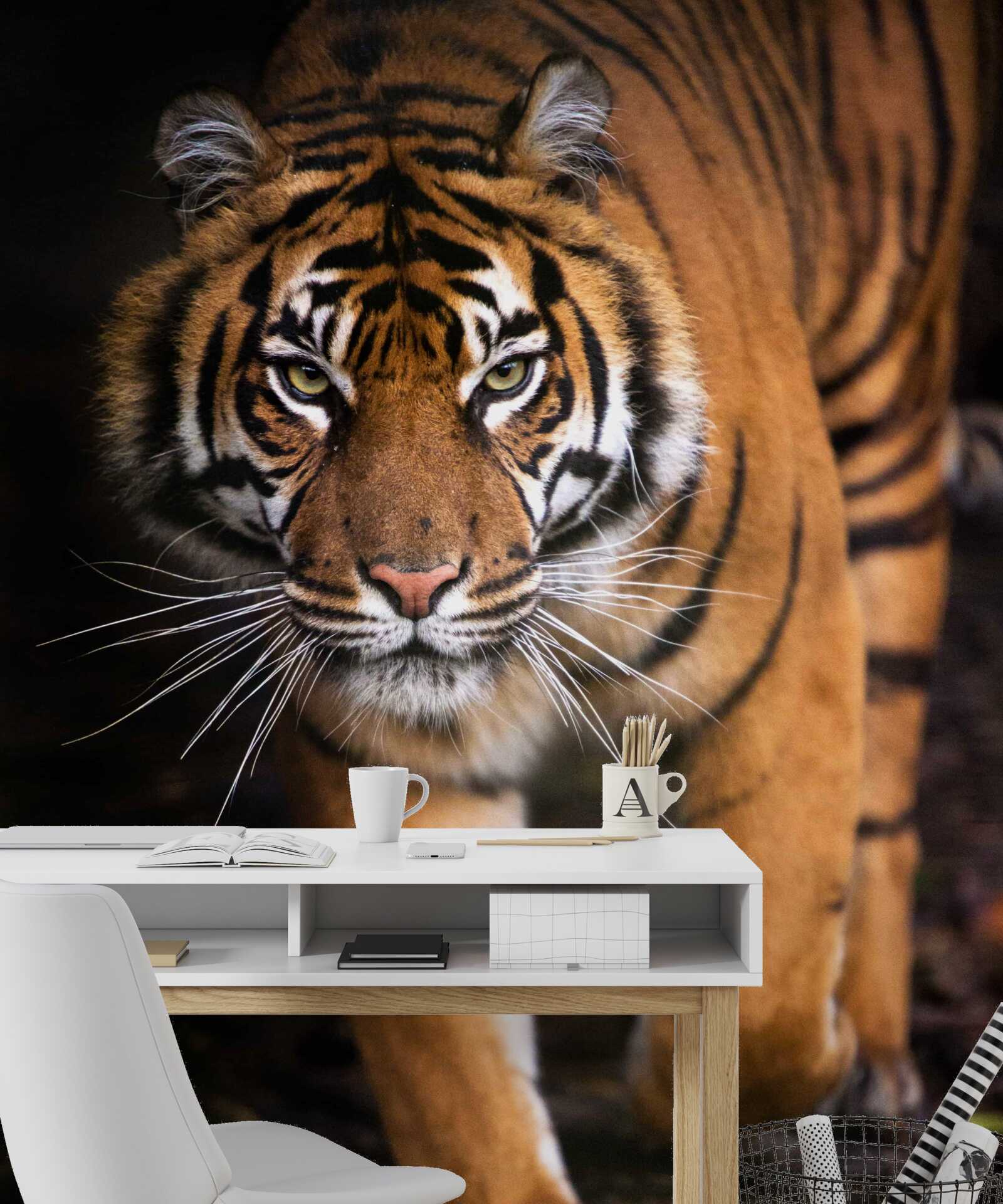 Fototapet tigru adult pe vârful picioarelor