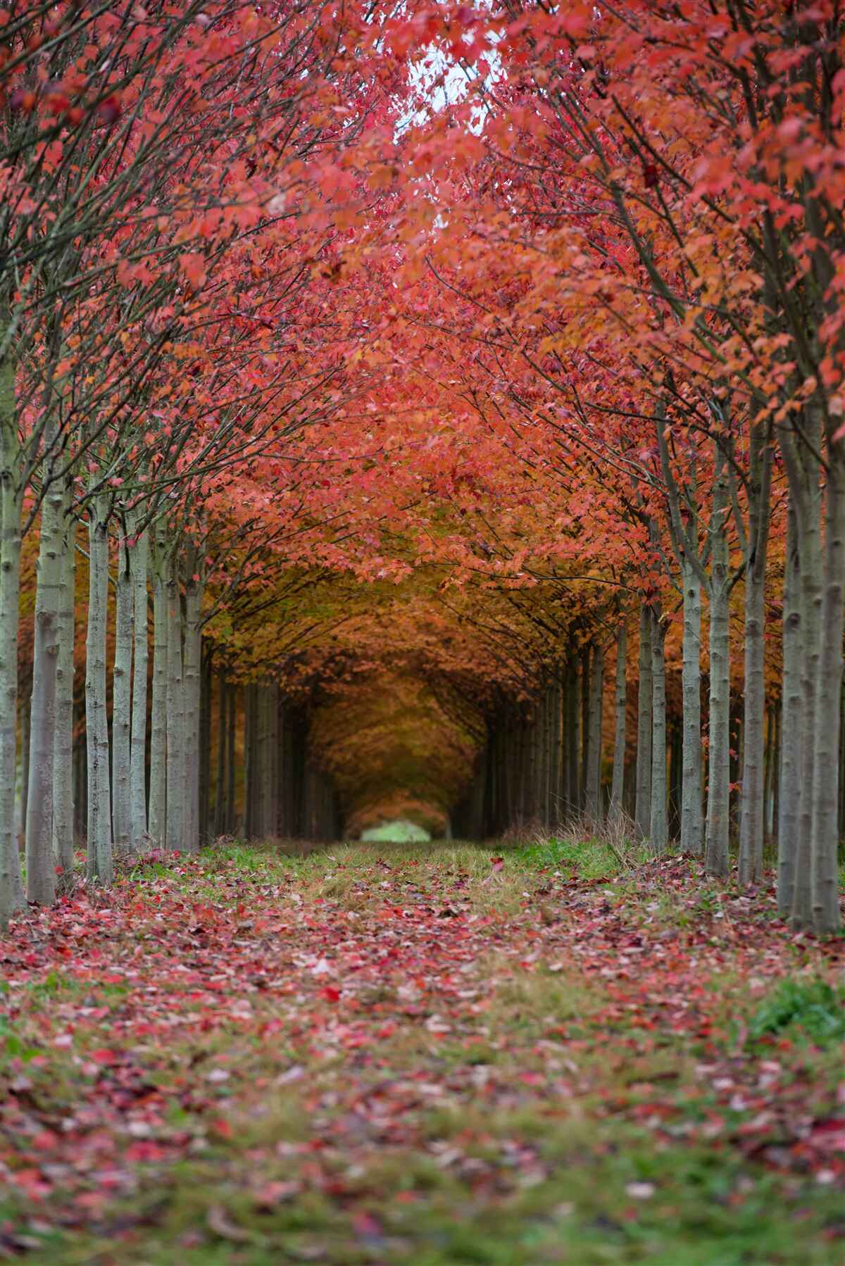 Fototapet arc de cireș