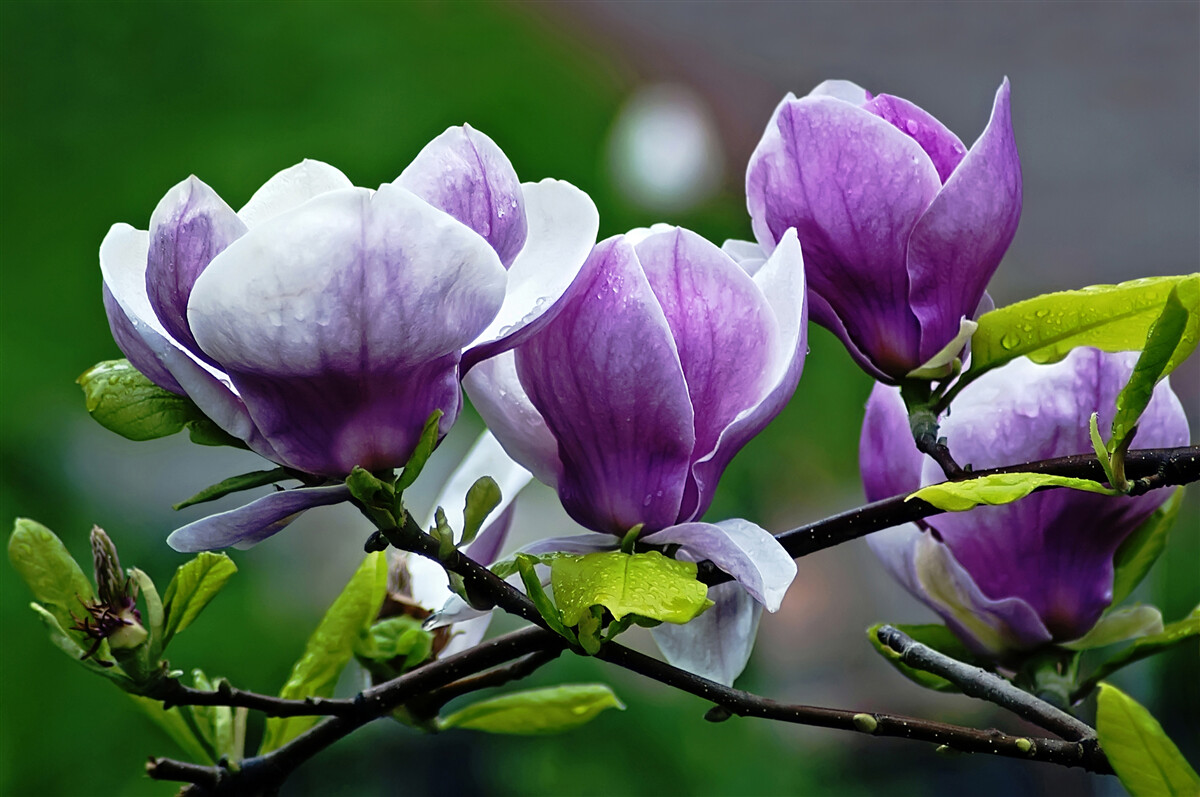 Fototapet flori grațioase pe tulpini de smarald
