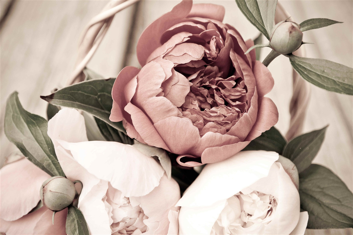 Fototapet trandafir delicat cu petale luxuriante ca de bujor