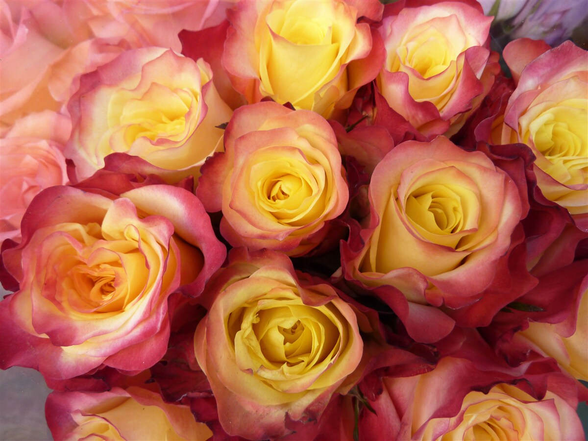 Fototapet lalele roz cu centru galben