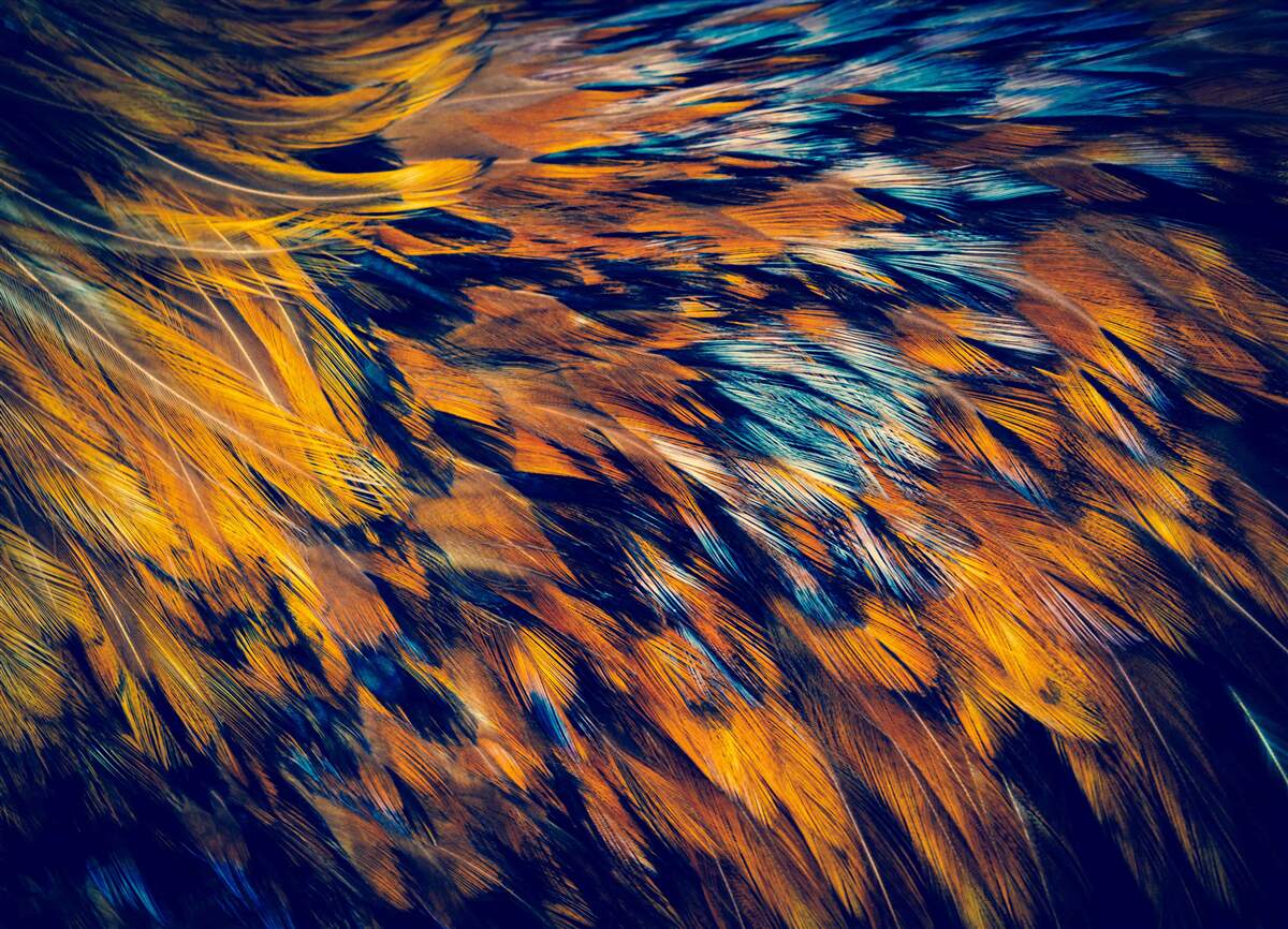 Fototapet tulpini de grâu aurii în razele soarelui la apus