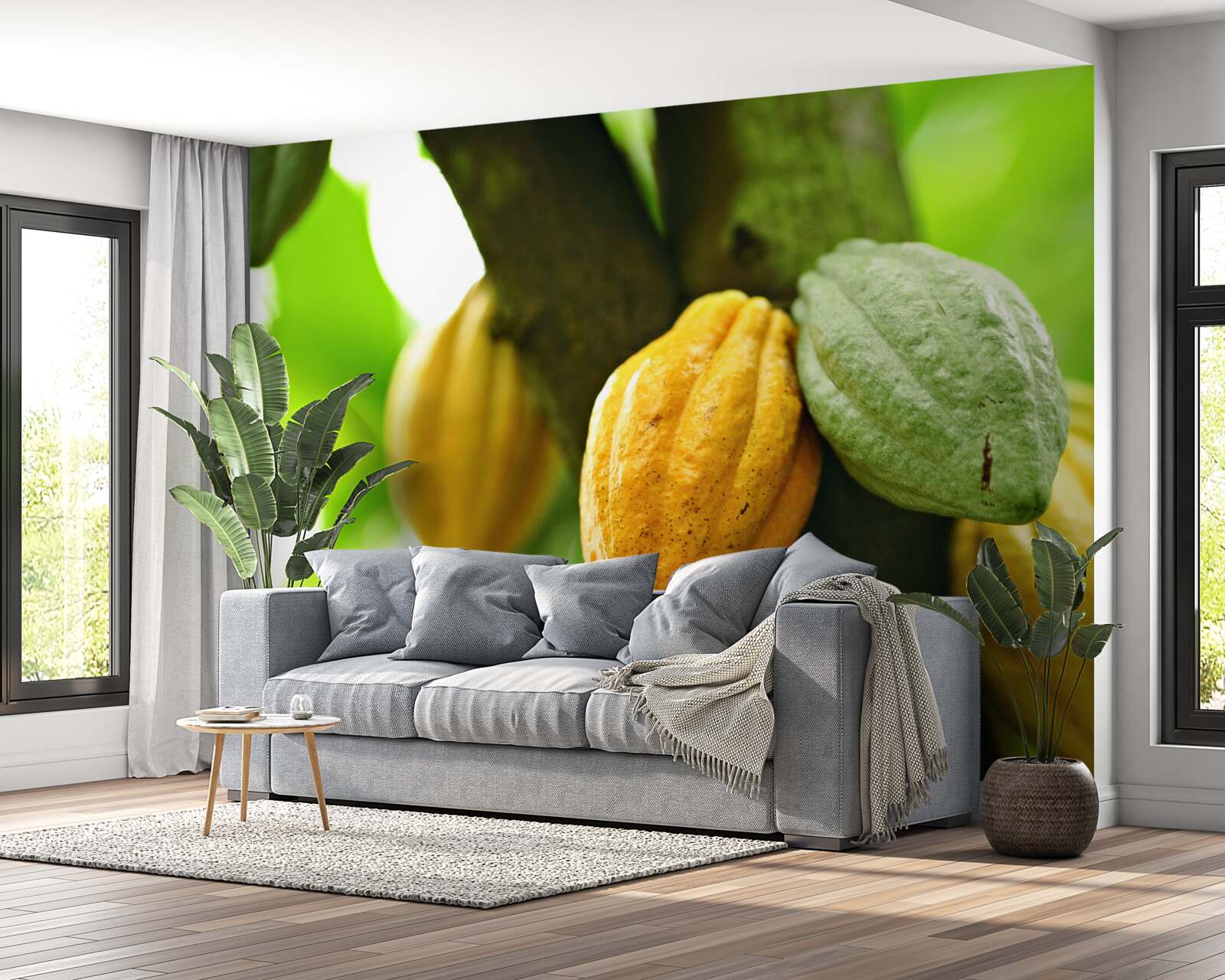 Fototapet boabe de cacao coapte pe copac