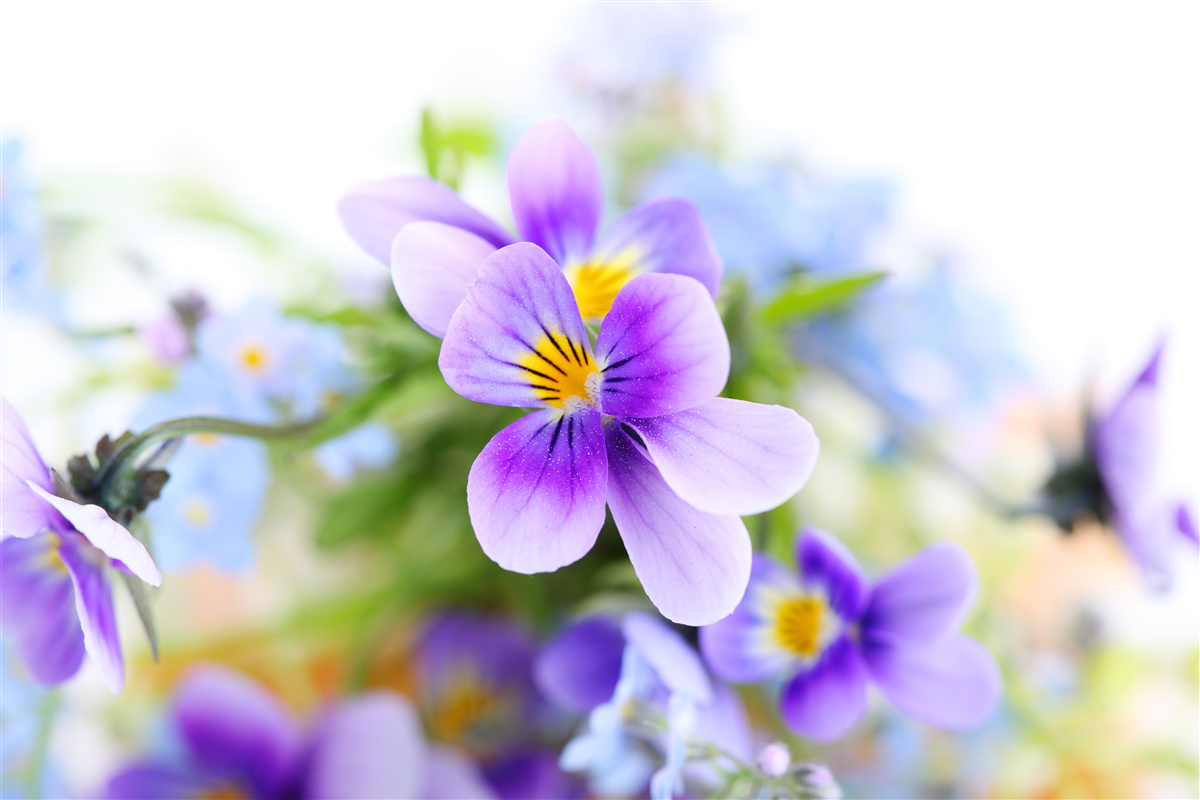 Fototapet într-o zi senină, flori albastre delicate