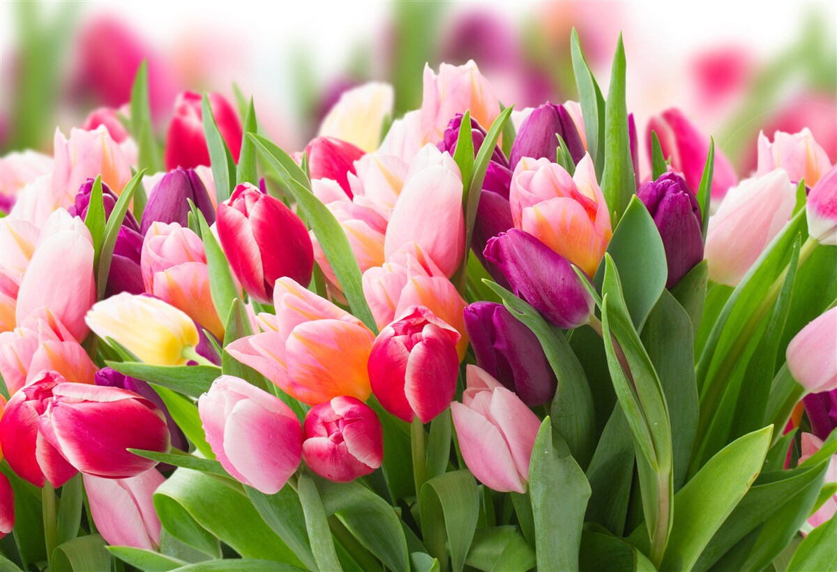 Fototapet lalele luminoase de primăvară cu frunze verzi