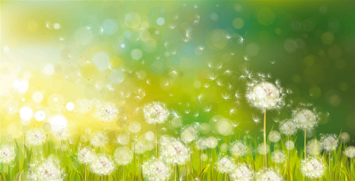 Fototapet păpădii de vară