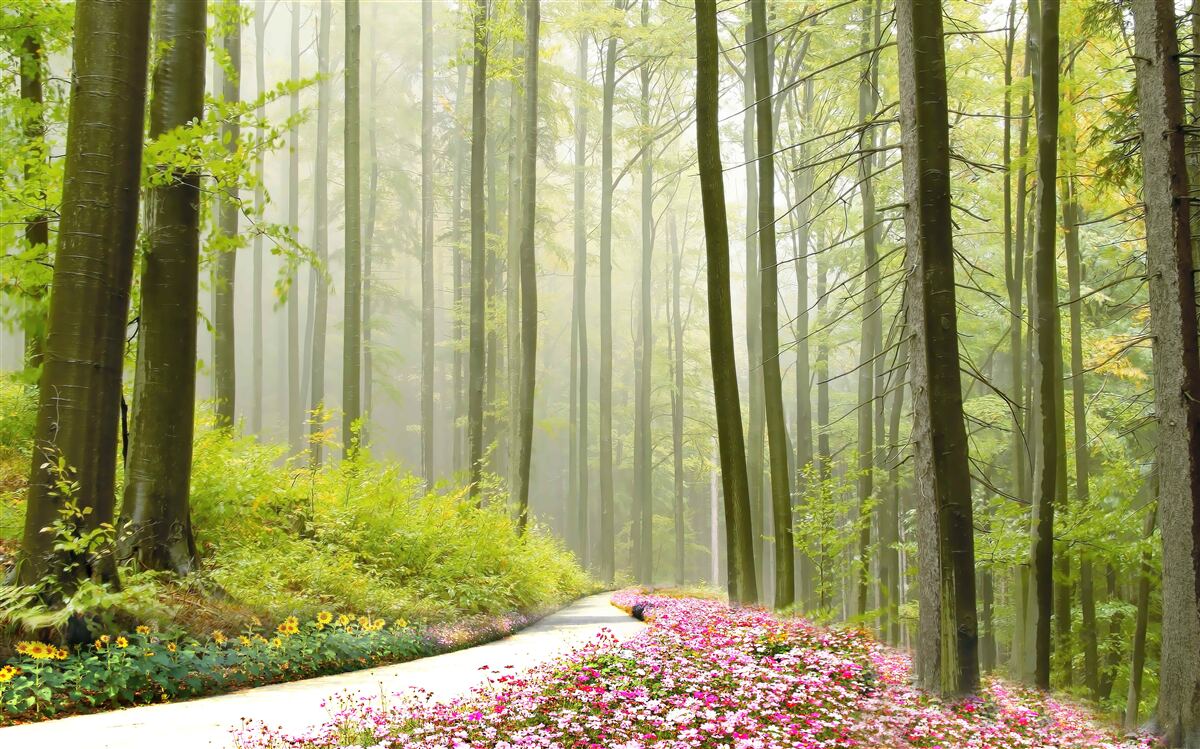 Fototapet un pic de ceață într-o pădure grațioasă