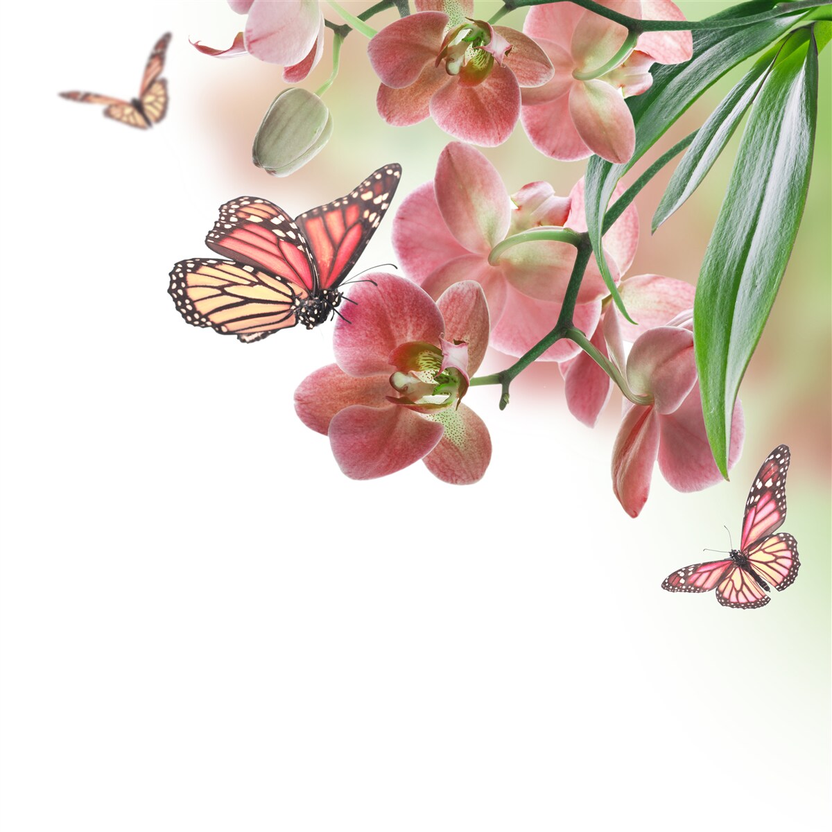 Fototapet fluturii zboară peste bobocii de flori înfloriți